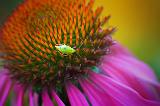 Bug On A Coneflower_51643